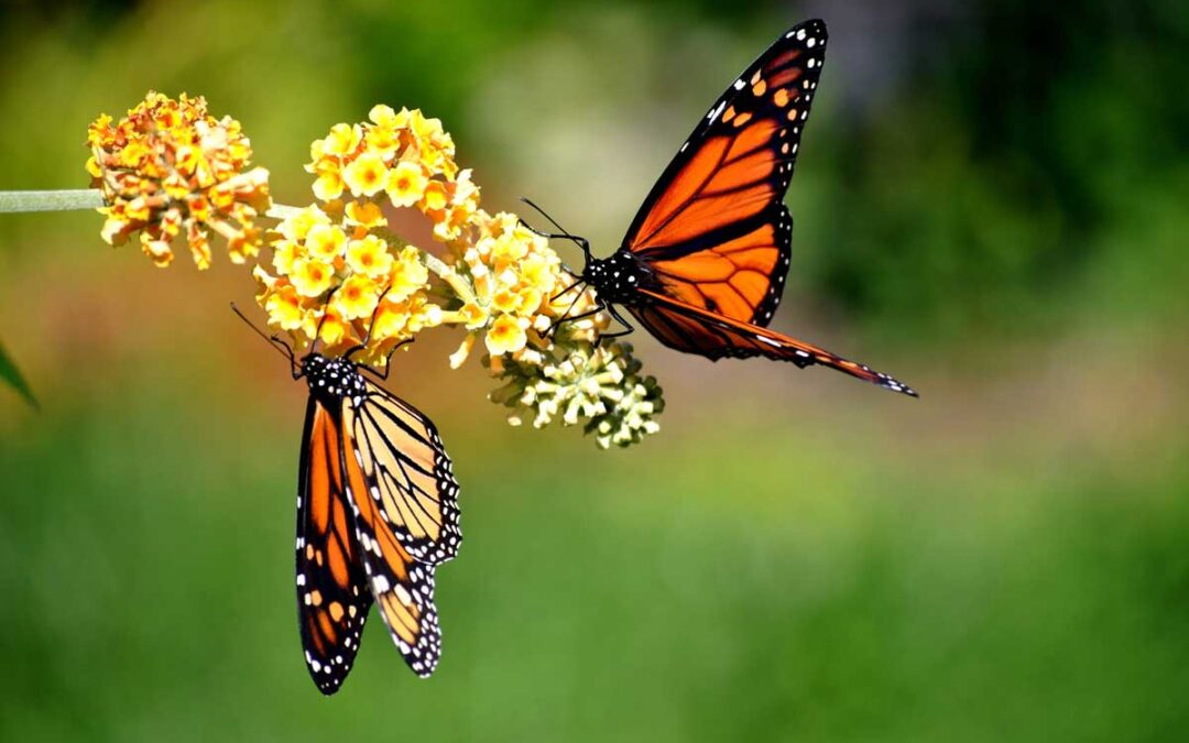 How immersing yourself in nature benefits your health | PBS NewsHour