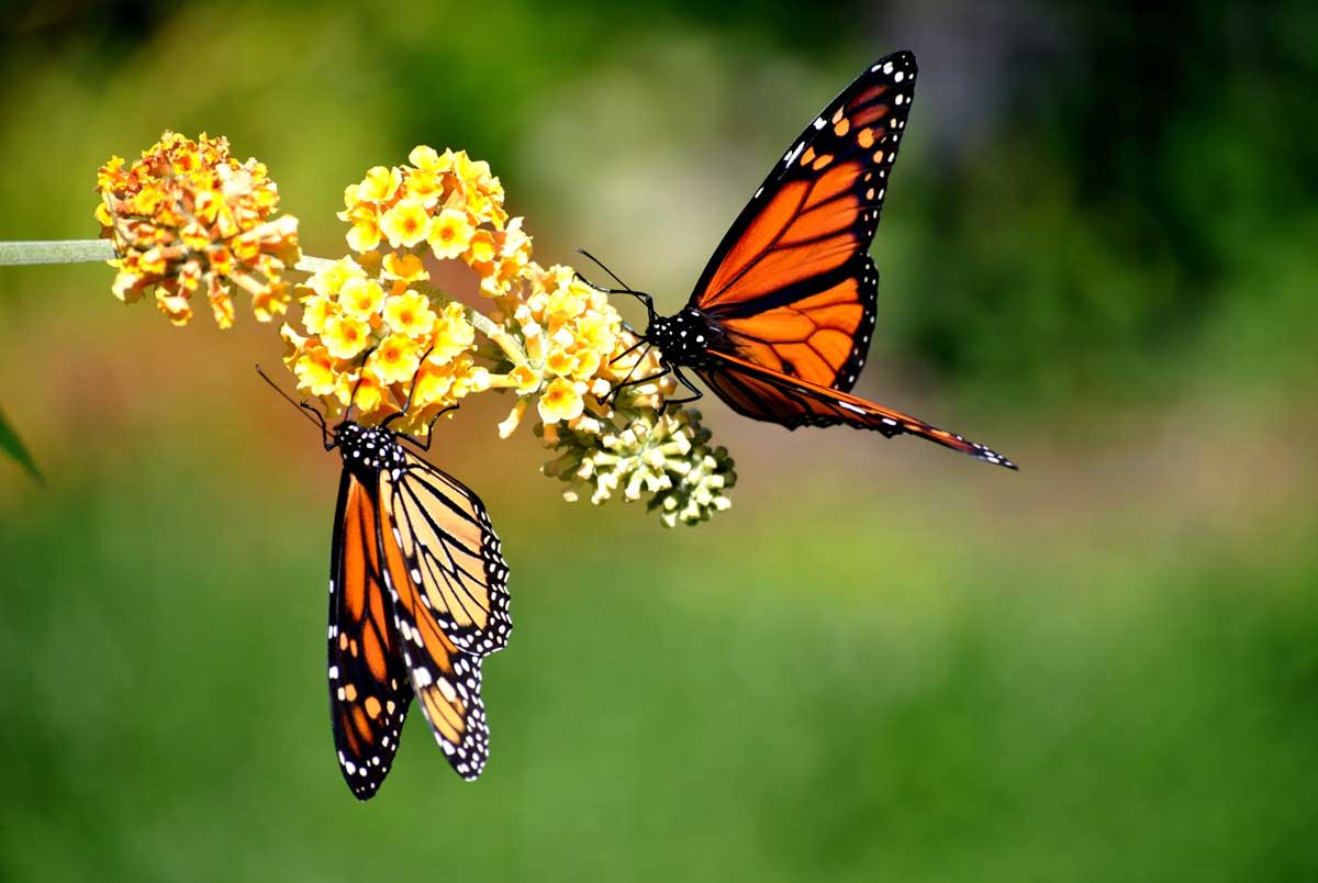 monarch butterflies
