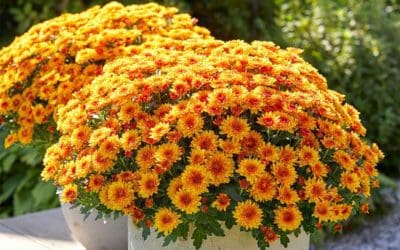 New Mum Varieties | Better Homes & Gardens