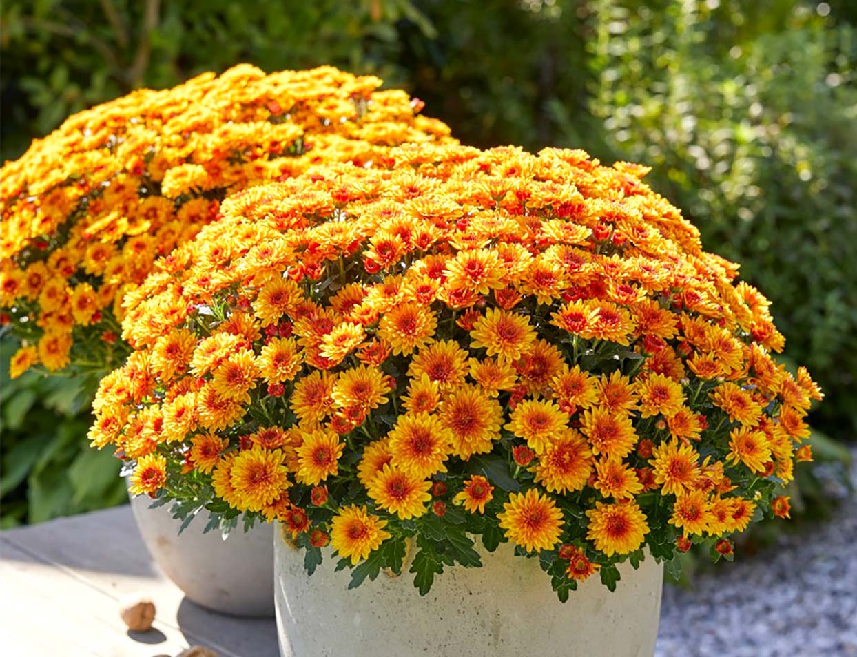 red bicolor mums