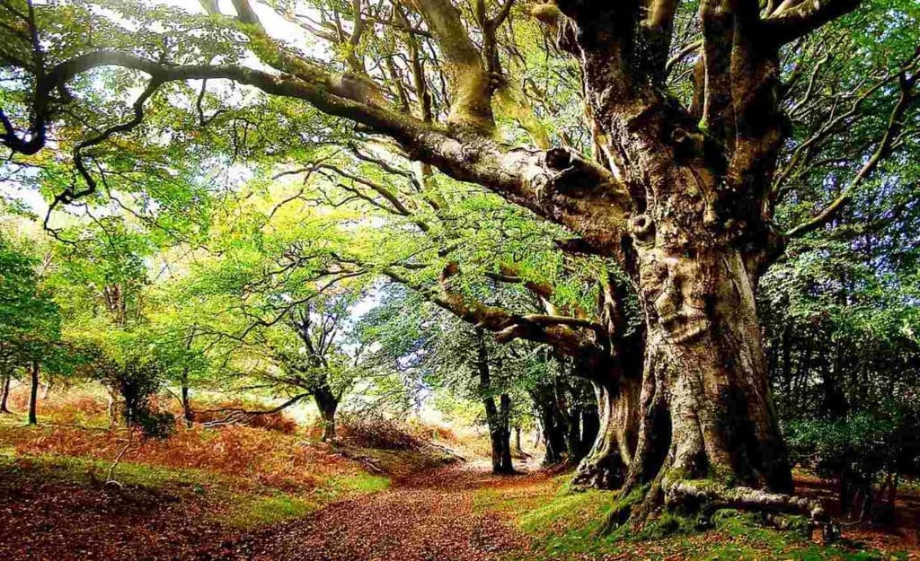 ancient beech