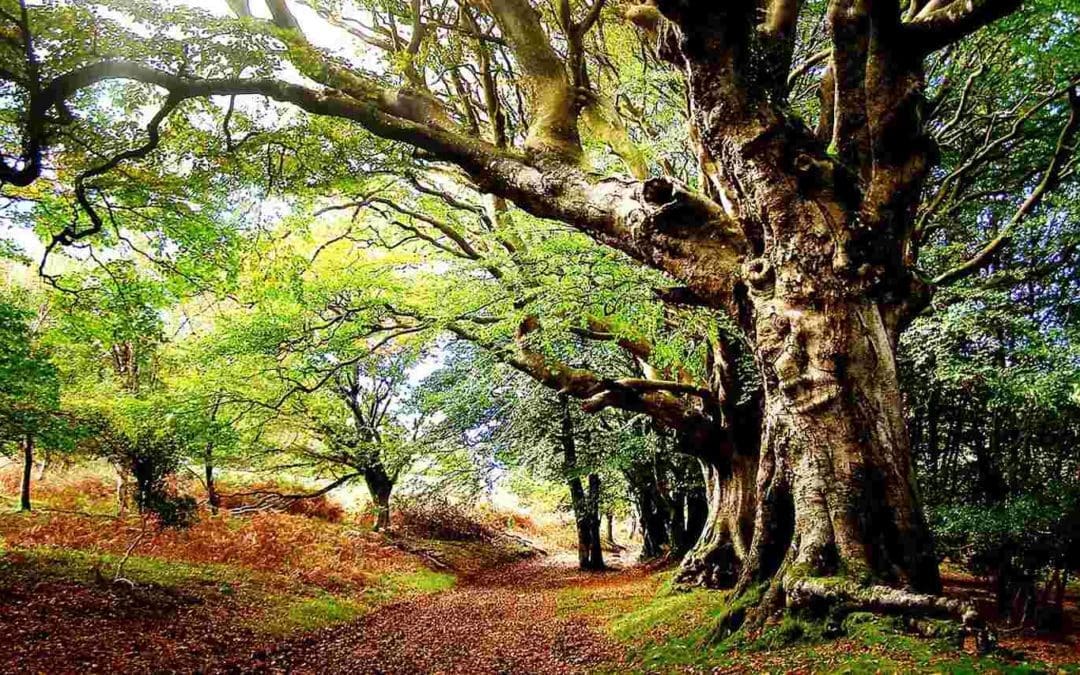 Italy is Protecting its Giant Trees Forever – Monumental Trees that Can Live for Centuries | Good News Network