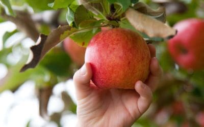 How to Plant Seeds from Store-Bought Apples | Better Homes & Gardens