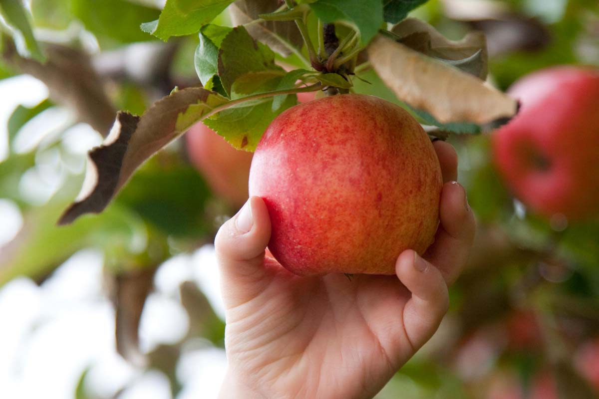 alt tagapple picking