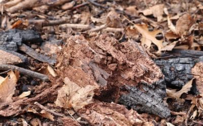 Deadwood in the global carbon cycle: The importance of insects in the decomposition of wood | ScienceDaily