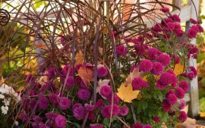31 Fall Container Garden Ideas | Better Homes & Gardens