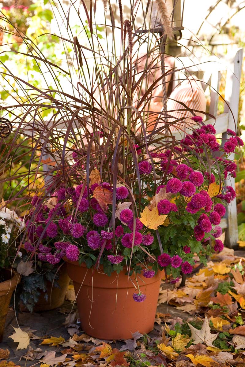 31 Fall Container Garden Ideas | Better Homes & Gardens | Bogan Tree ...