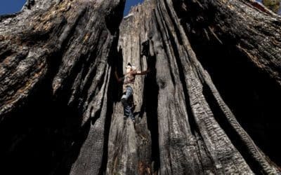 ‘It could be a big tree in 1,000 years’: tiny seedlings of giant sequoias rise from ashes of wildfire | The Guardian