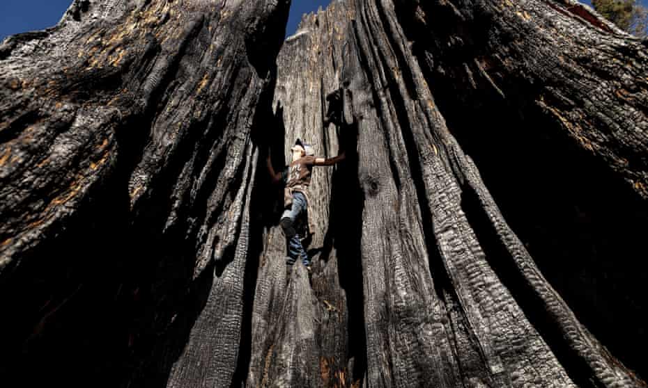 giant sequoia