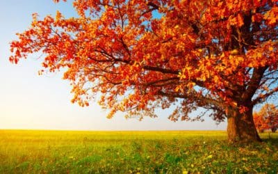Why Do Leaves Turn Red in Autumn? | Discover Magazine
