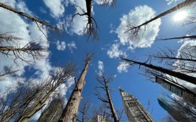 NYC’s Ghost Forest Speaks To Ecosystem Restoration