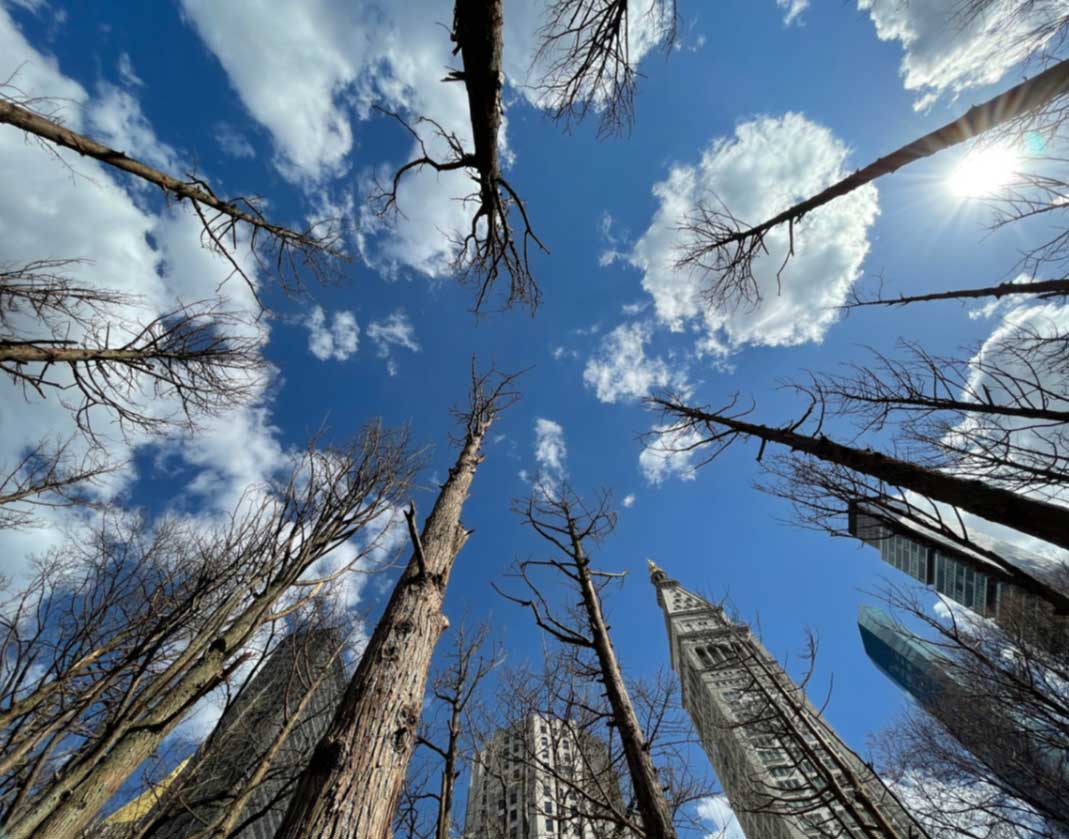 nyc ghost trees