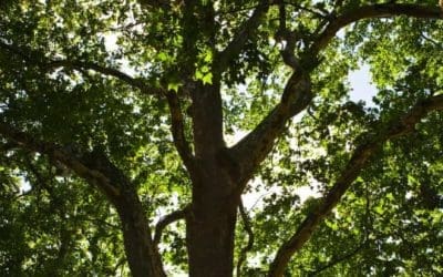 You’re never too old to climb a tree – and I should know | The Guardian