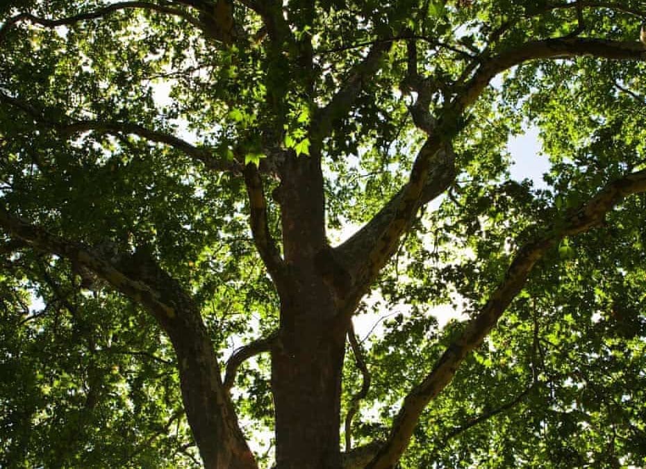 You’re never too old to climb a tree – and I should know | The Guardian