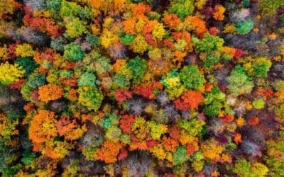 Branching out: is communication possible between trees and people? | The Guardian