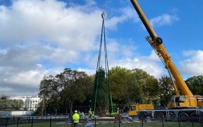 More Resilient Species Is Now New National Christmas Tree | Turf Magazine