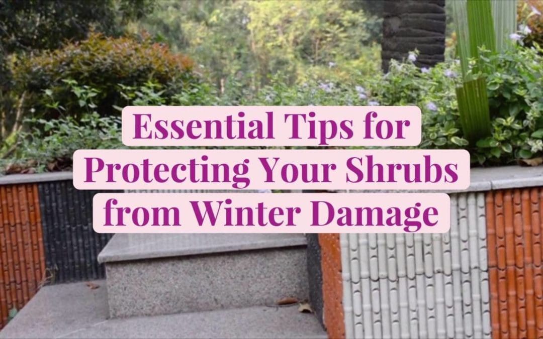 How to Protect Shrubs from Winter Damage | Better Homes & Gardens