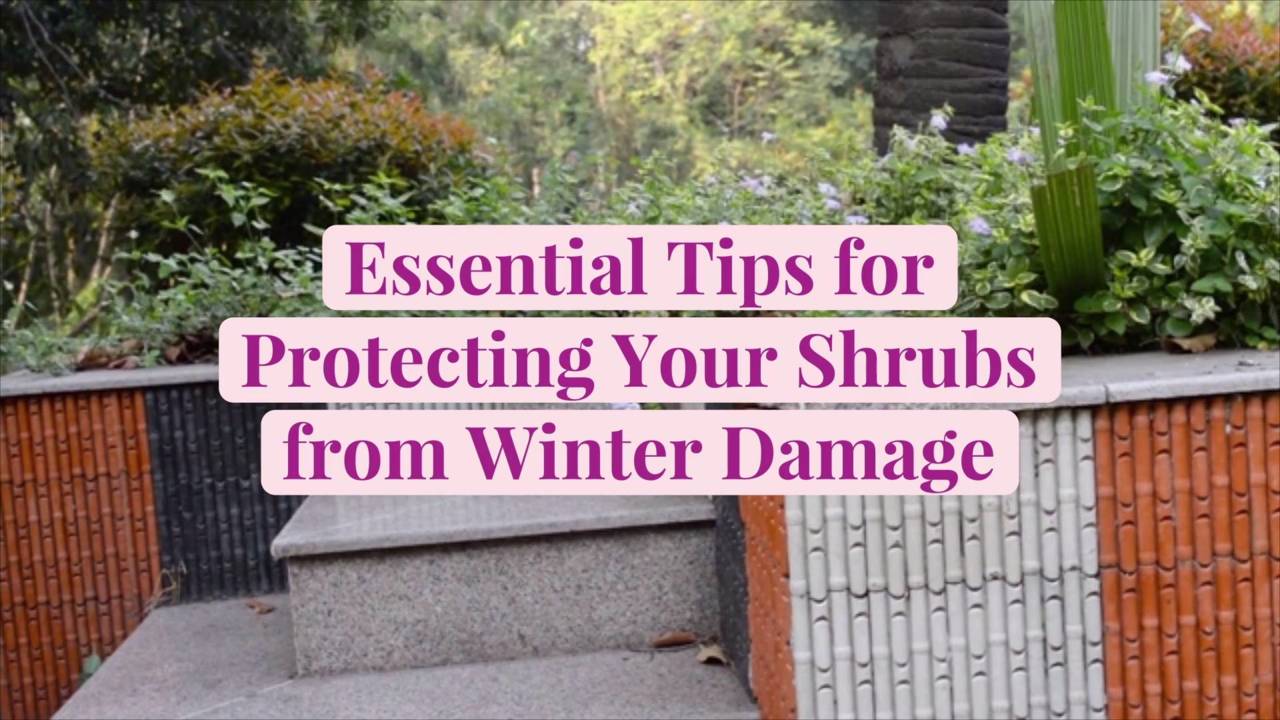 essential tips for protecting your shrubs from winter damage