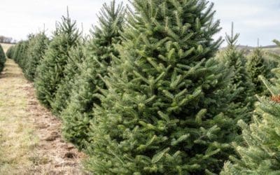 Trees are the ultimate form of plants — Tree First