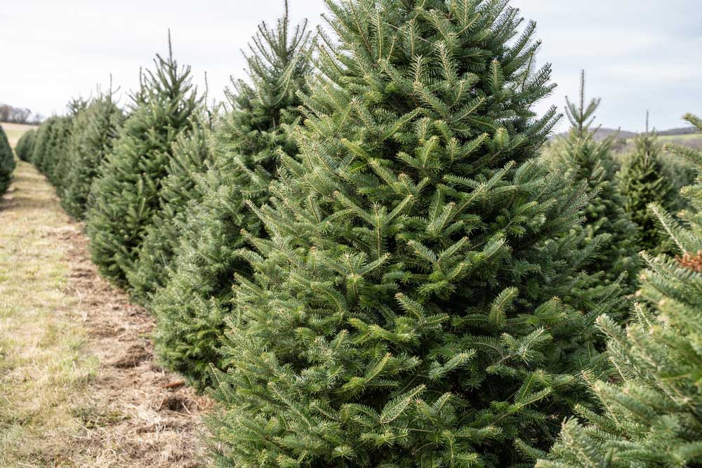 christmas tree farm