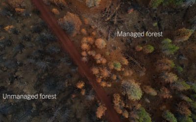 This Vast Wildfire Lab Is Helping Foresters Prepare for a Hotter Planet – The New York Times
