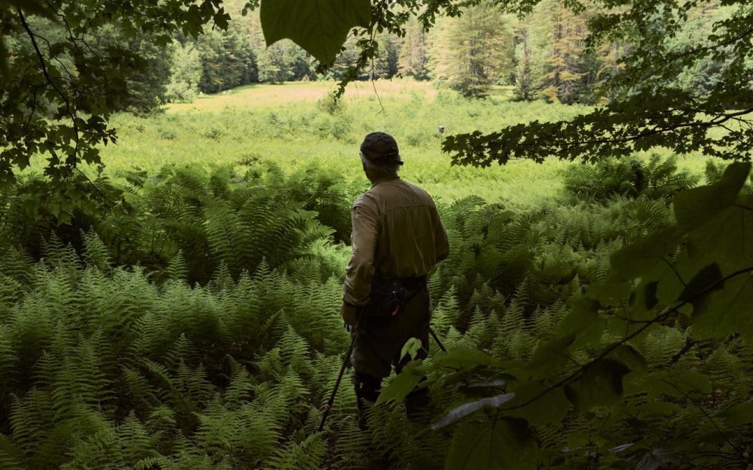 Old, Primeval Forests May Be a Powerful Tool to Fight Climate Change | Smithsonian Magazine