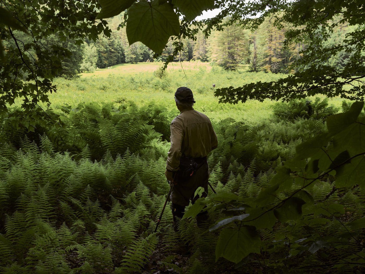 Robert Leverett walks through the old growth forests in Mohawk Trail State Forest