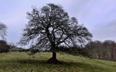 The naked mystery of the winter tree | The Guardian