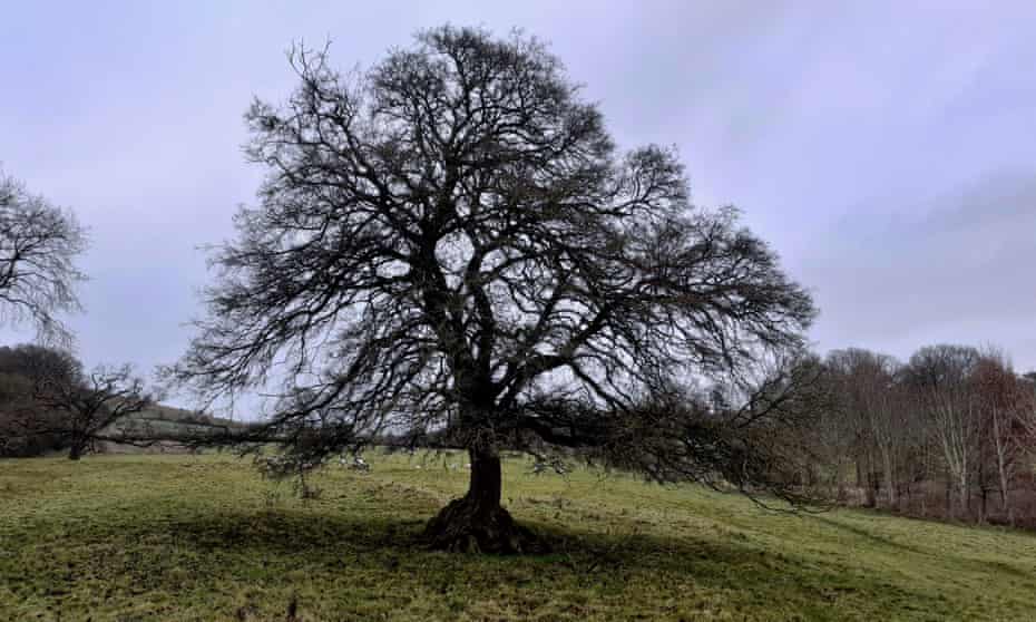 The field maple: solitary, enigmatic, magnetic and sheltering.