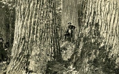 What it Takes to Bring Back the Near Mythical American Chestnut Trees | USDA