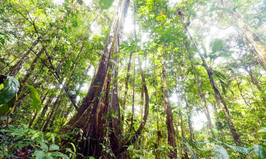 Secondary forests are like teenagers,’ said study lead Lourens Poorter. ‘They soak up carbon like crazy and they empty your fridge.’