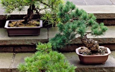 Growing Bonsai Trees for Beginners | Better Homes & Gardens