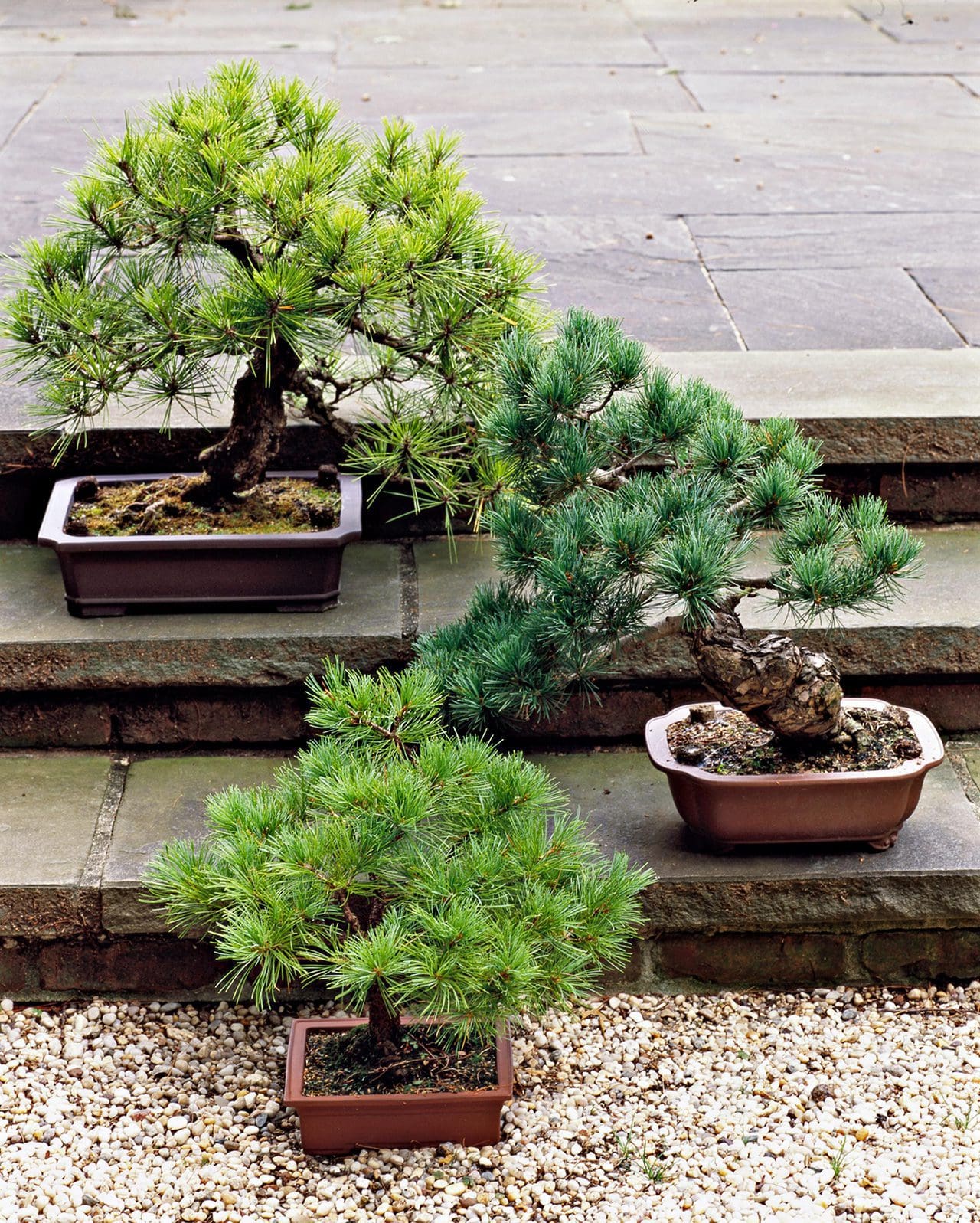 Bonsai Trees