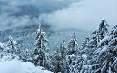 How do trees survive the winter? – National Forest Foundation