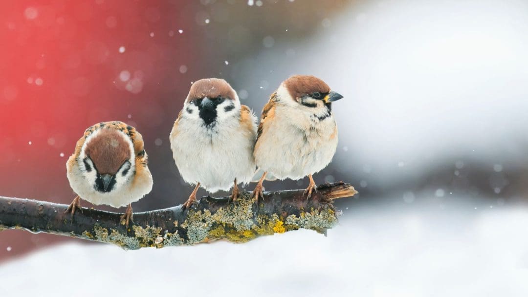 birds on a branch in winter