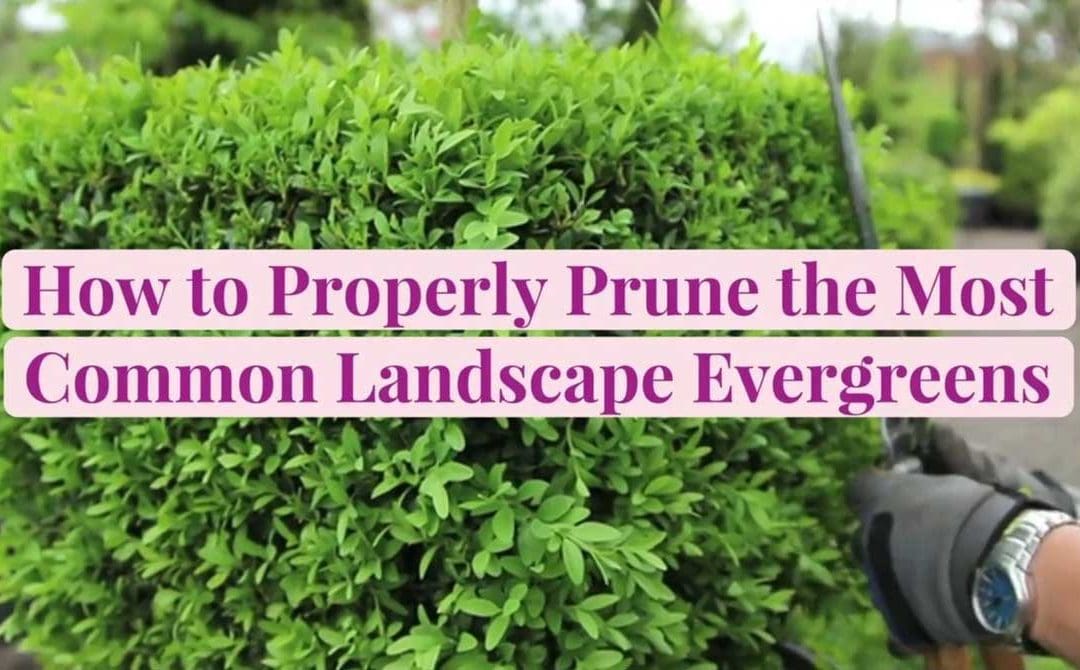 How to Prune Common Evergreen Trees and Shrubs | Better Homes & Gardens