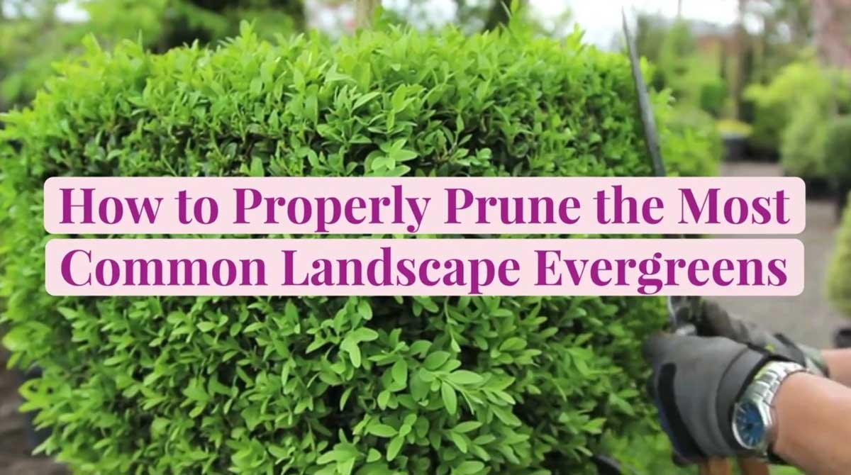 how to properly prune the most common landscape evergreens