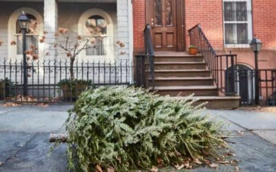 5 Ways to Recycle Your Christmas Tree