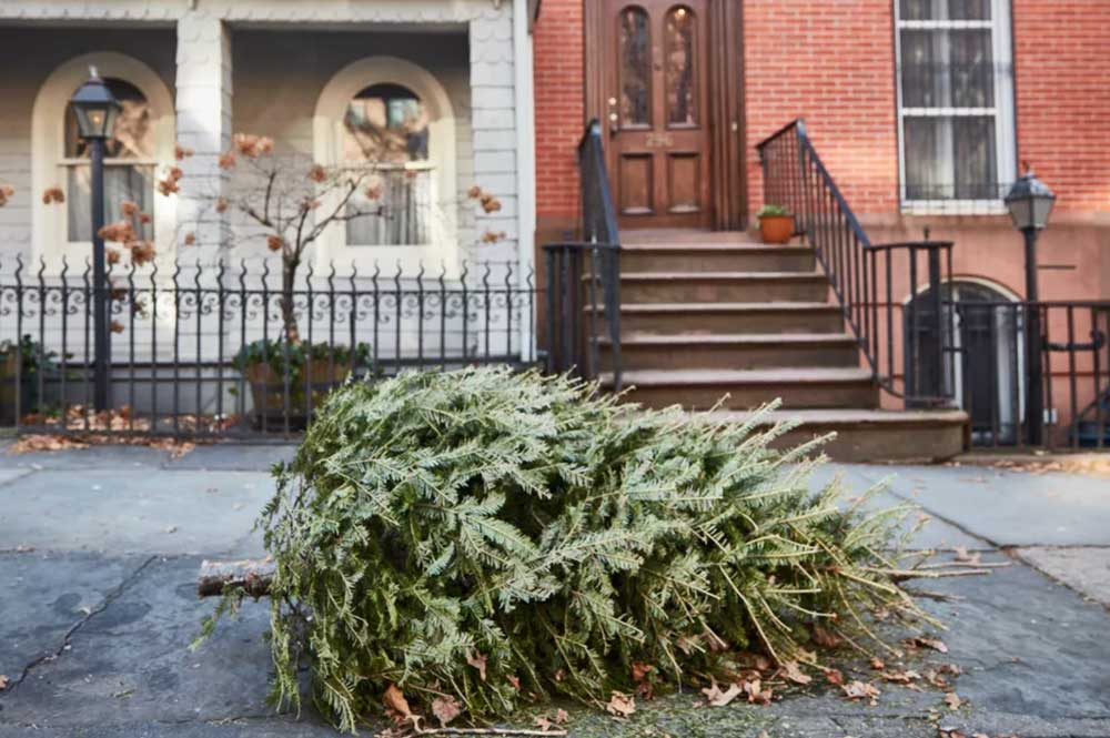 christmas tree by the curb