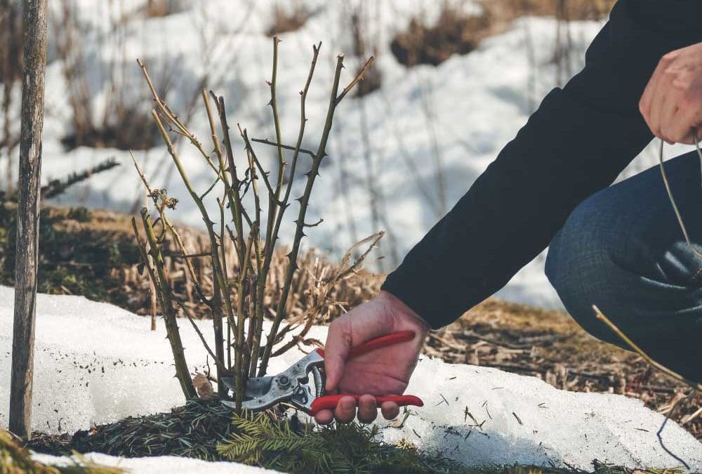 The Whys Of Winter Pruning & More | Turf Magazine