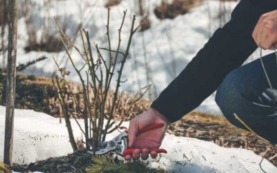 The Whys Of Winter Pruning & More | Turf Magazine