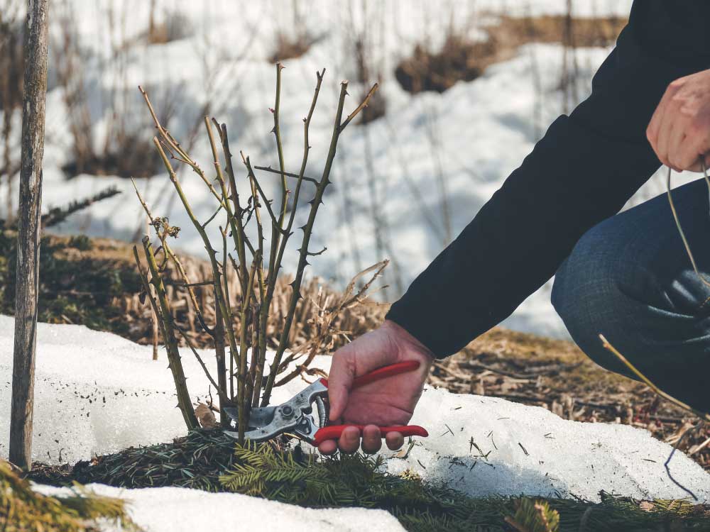 winter pruning