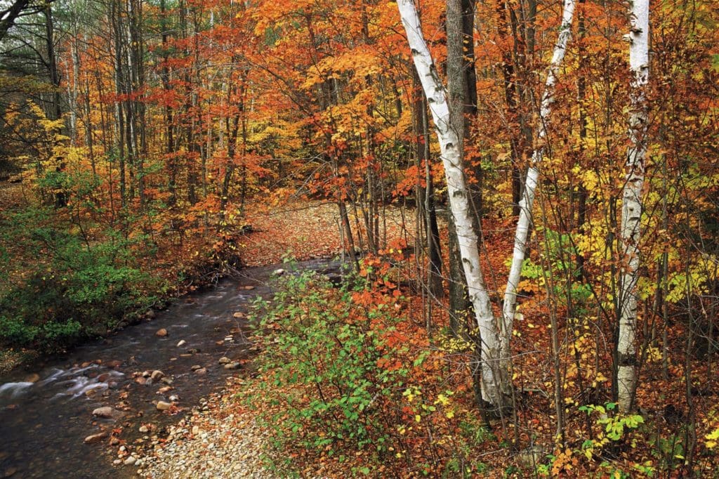 white mountains forest in autumn