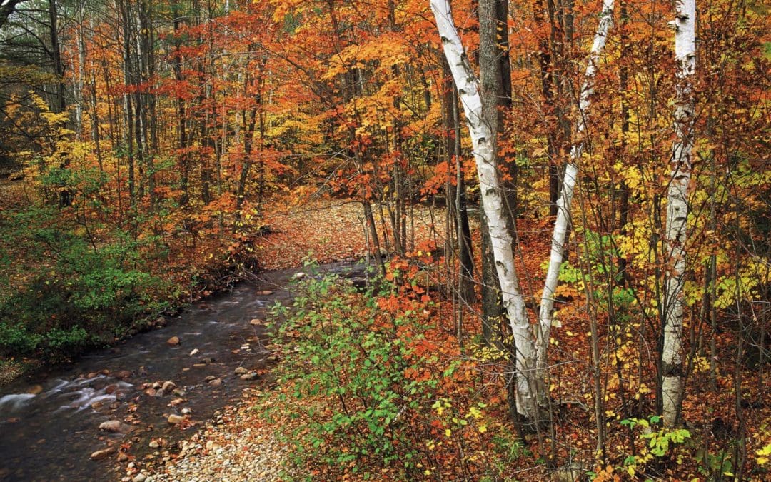 Autumn: The cooling-off season | Live Science