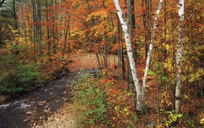 Autumn: The cooling-off season | Live Science