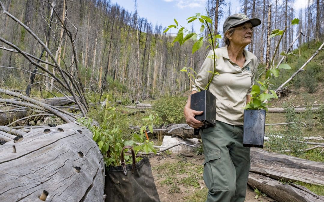 What is reforestation and forest restoration? – American Forests