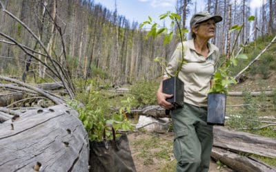 What is reforestation and forest restoration? – American Forests