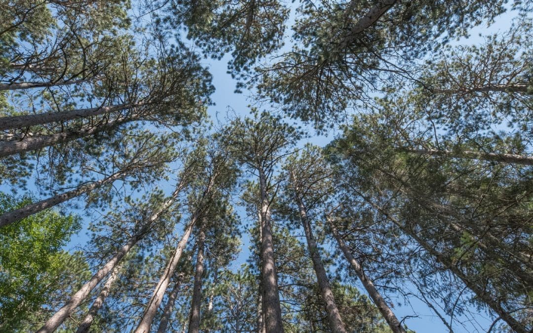 This 1882 surveying error saved a patch of forest from logging | National Geographic