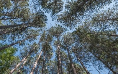 This 1882 surveying error saved a patch of forest from logging | National Geographic