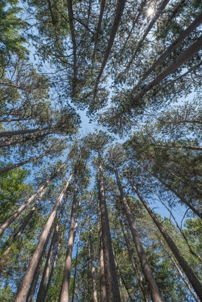 Inside Minnesota’s Chippewa National Forest, a patch of old-growth trees remains after a 19th-century surveying error protected the trees from the state’s logging boom. Today, travelers can explore the area for a dose of forestry history and outdoor adventure.